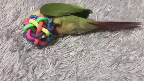 Hi, my name is dong-dong.(Parrot) (Pet) (Comure)