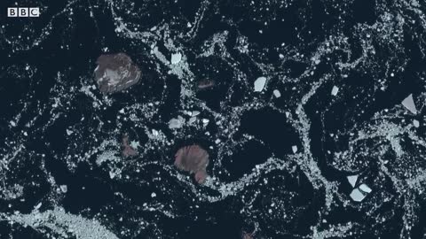 Filming Animals From Space Leads to Incredible Discovery | Earth From Space | BBC Earth