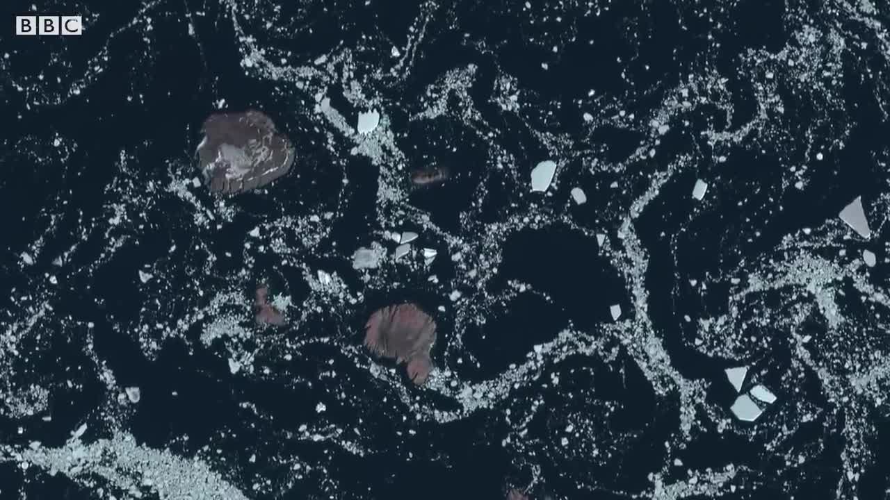 Filming Animals From Space Leads to Incredible Discovery | Earth From Space | BBC Earth