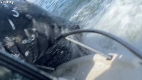 Humpback Whale Breached and Landed on Our Boat