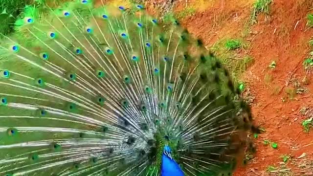 The magical beauty of the peacock