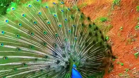 The magical beauty of the peacock