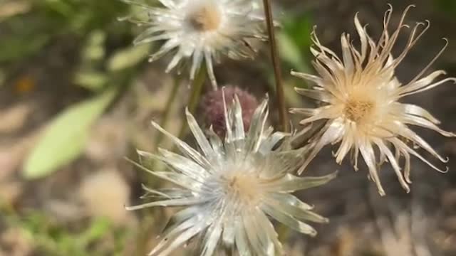 Strange looking white flower