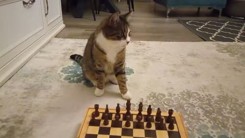 Chess Grandmaster