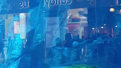 Dubai Aquarium & Underwater Zoo