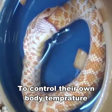Why Do Snake Eat Themselves
