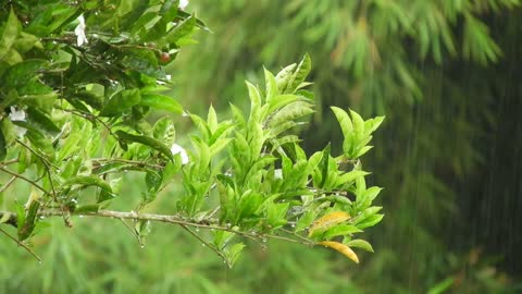 Rain in the yard