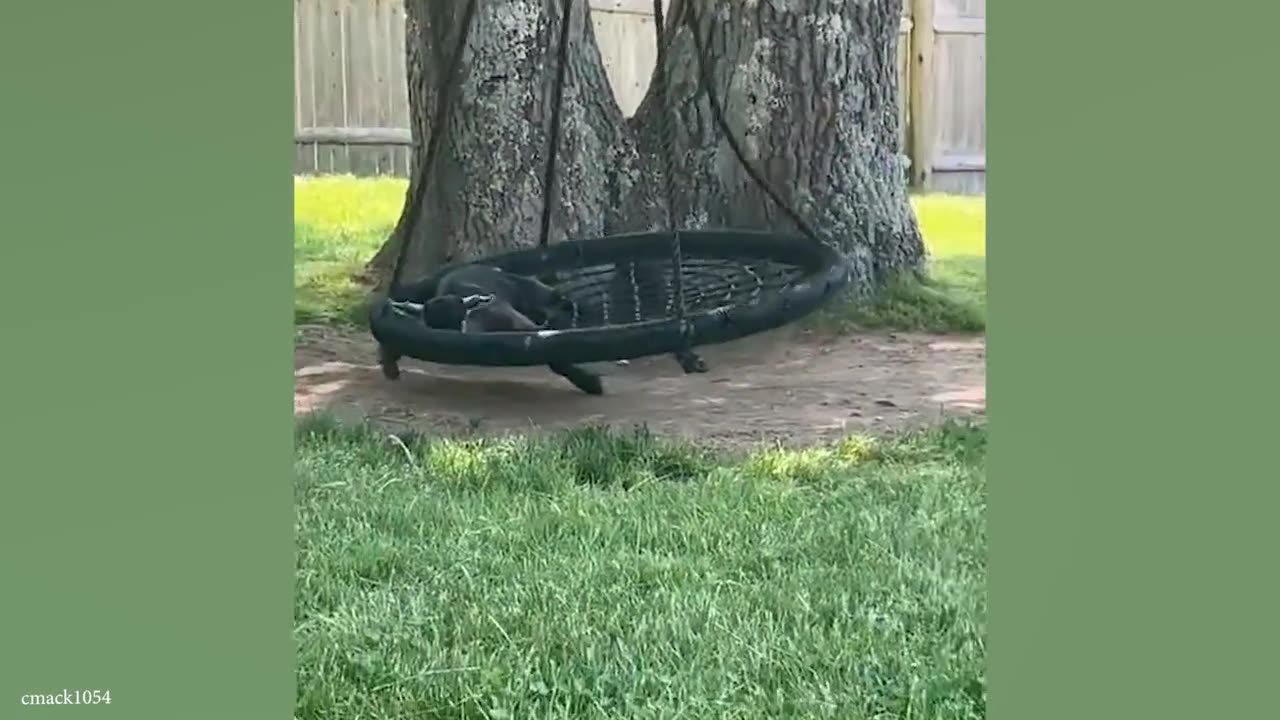 Funniest Animal Videos That Will Make You Laugh 😂