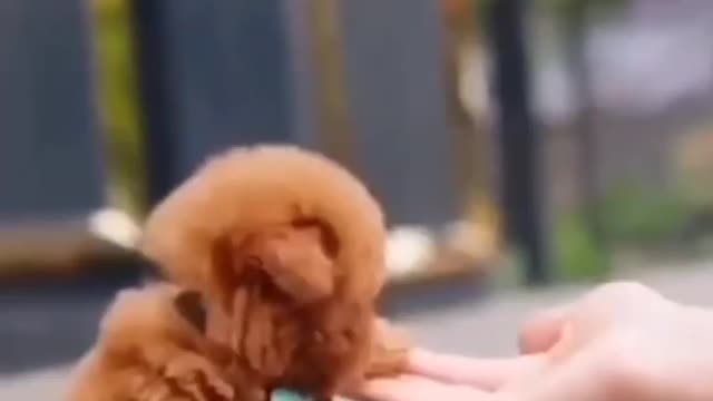 Cute baby dog 🐕🐕🐕