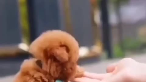 Cute baby dog 🐕🐕🐕