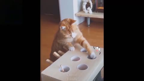 Le jeux de petite chat