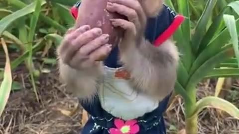 Monkeys Funny Videos! ( try not to laugh2021 )😂