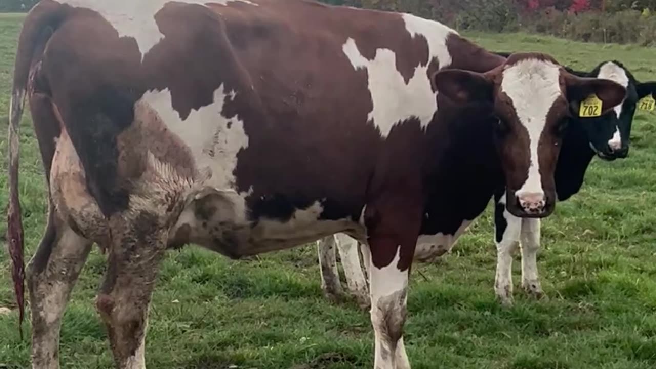 Farm emergency: Heifer with calf stuck halfway out!