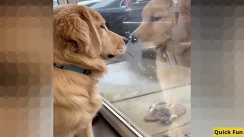 Golden Retrievers Funny Video