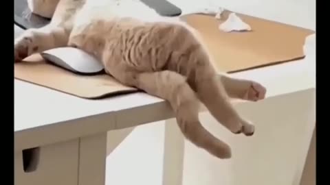 Funny cat Reaction 😱😱