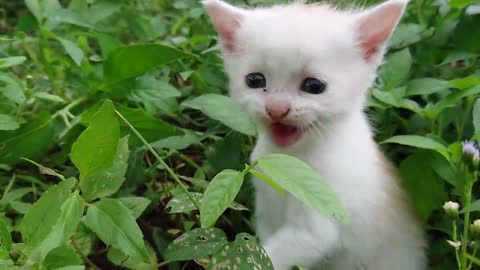 Baby Cats Cute Calling mother