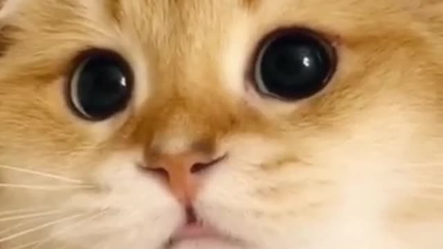 Adorable Cats Funny Cat Compilation # 12