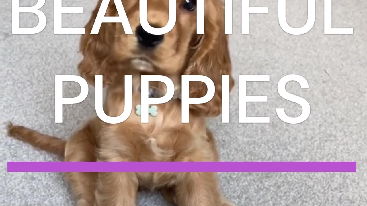 BEAUTIFUL PUPPIES