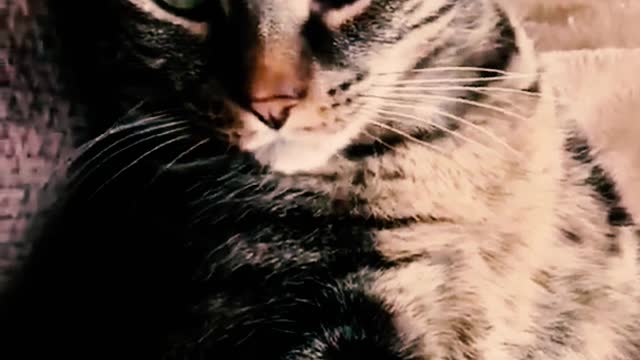 Very funny and cute animals 2022 Try not to laugh