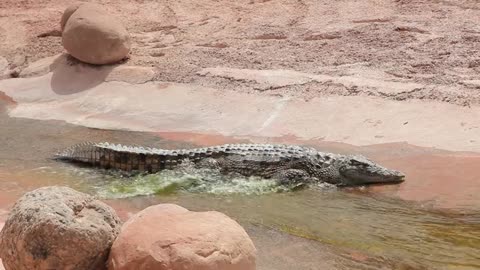 Crocodile in the lake