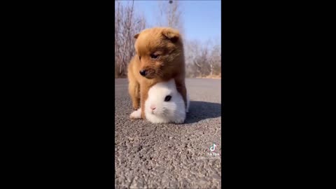 🤣Funny Dog Videos May 2021 🐶 It's time to LAUGH with Dog's life