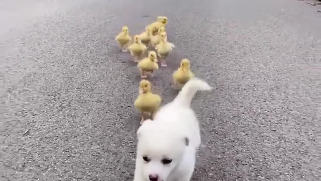 This puppy loves ducklings and chicks