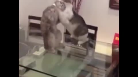 Funny cats