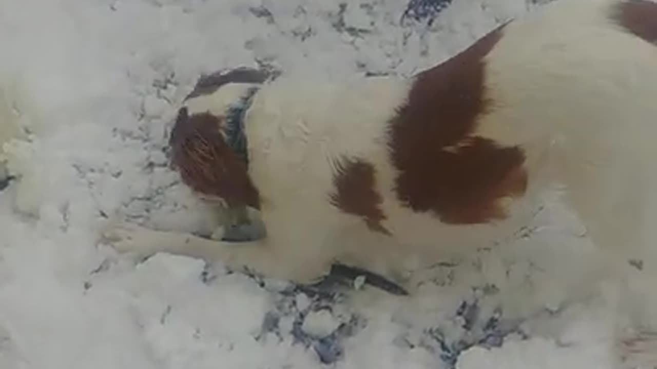 Playing in the snow