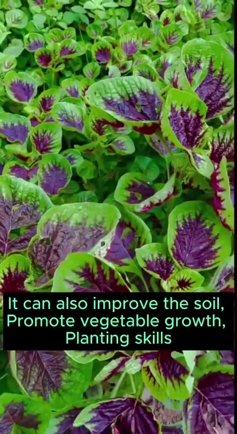 Best gardening tricks and tips