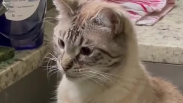 Funniest animals video