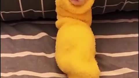 Super mega cute 🥰 animals top best