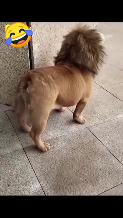 Cute dog that looks like a lion.