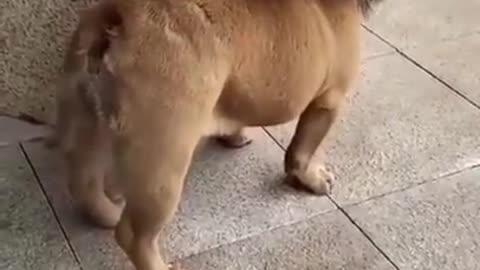 Cute dog that looks like a lion.