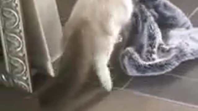 Funny cat video amazing movments