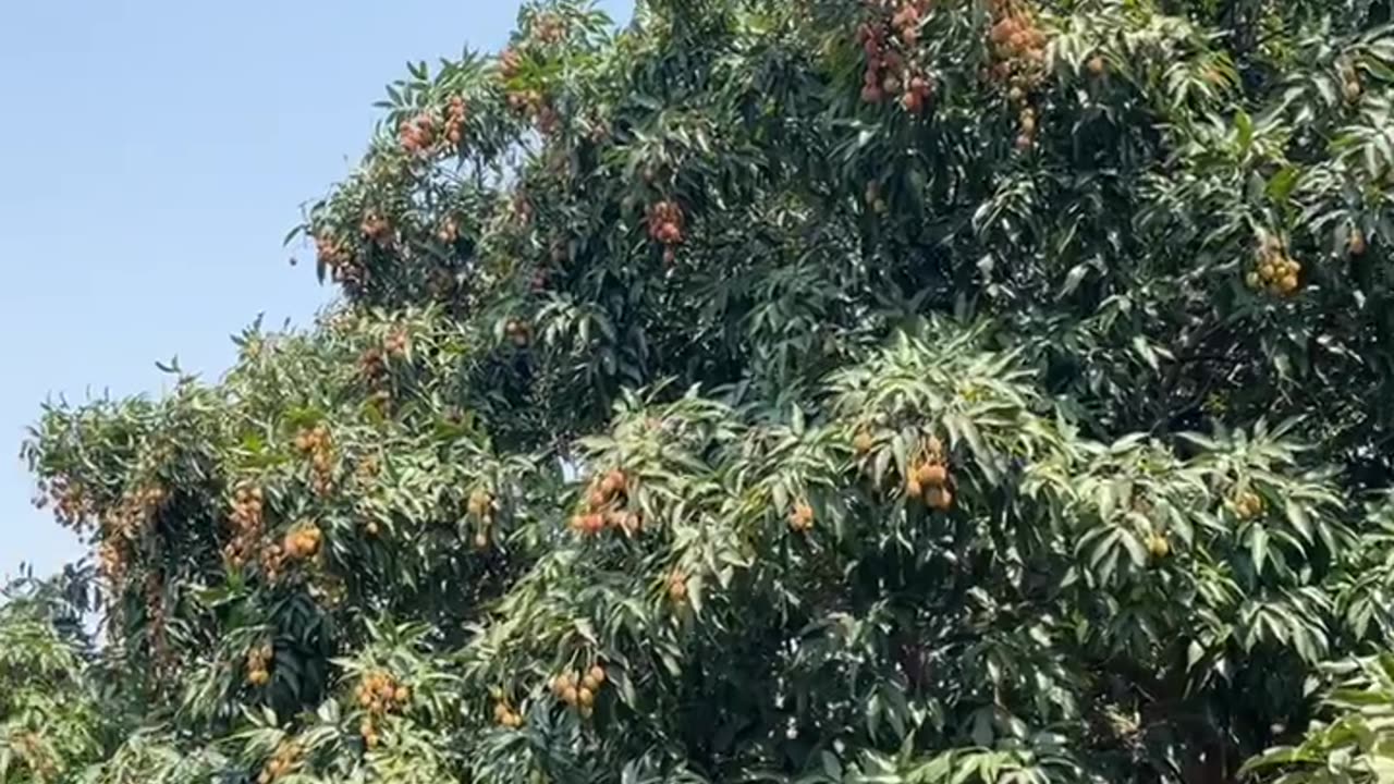 Litchi farm in pathankot