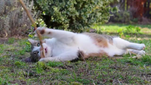 A cat lies on a ground in a garden and plays with a stick and bites on it