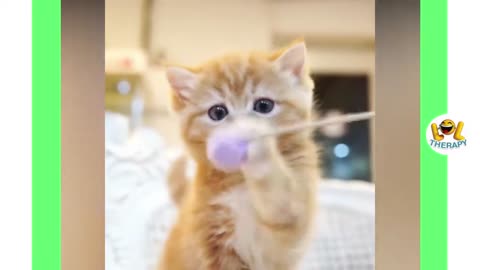 Top 10 cutest kittens - cute cats compilation
