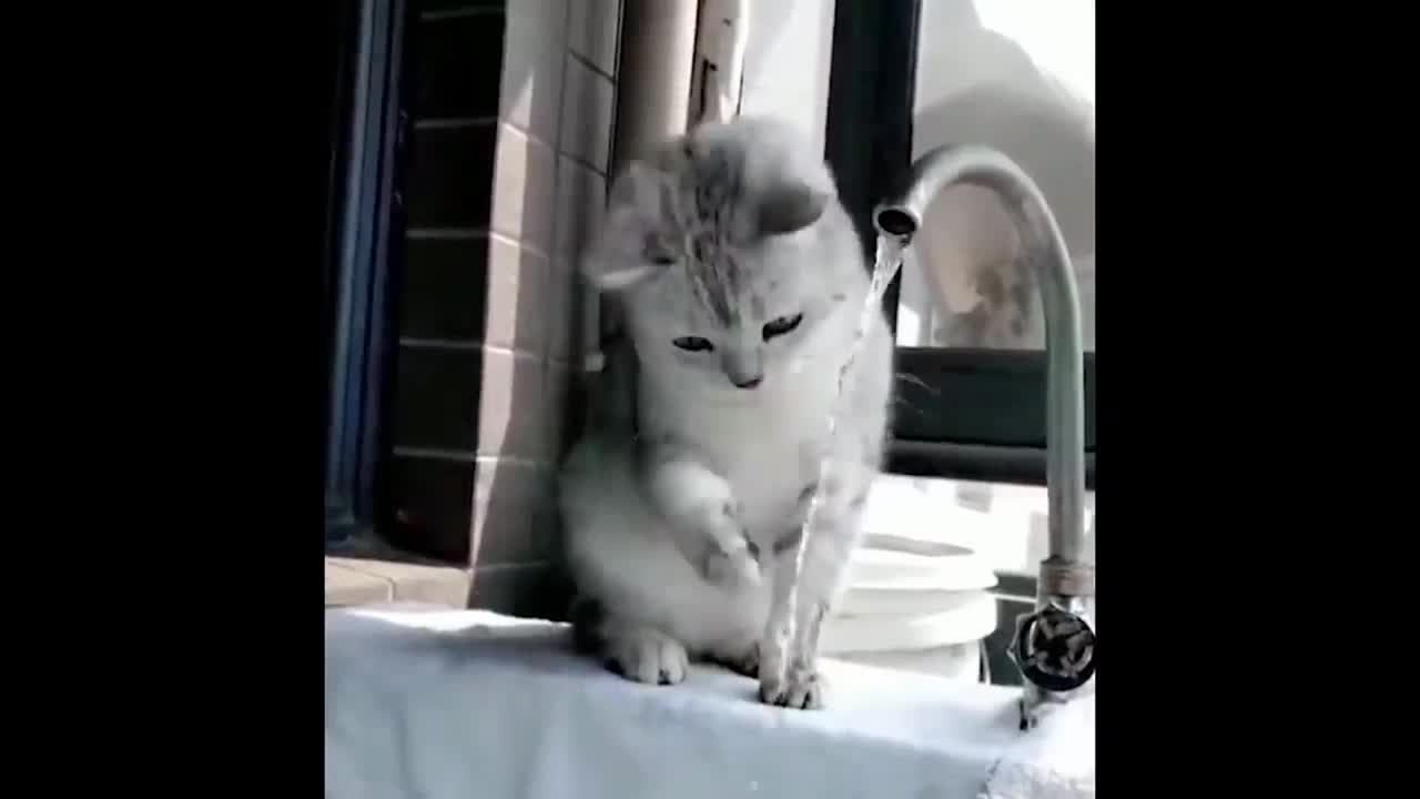 Best Funny Cat Compilation 2022