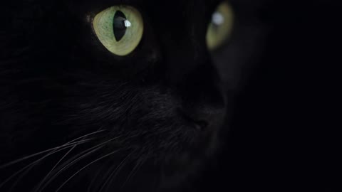 Close-up portrait of a black fluffy cat with green eyes