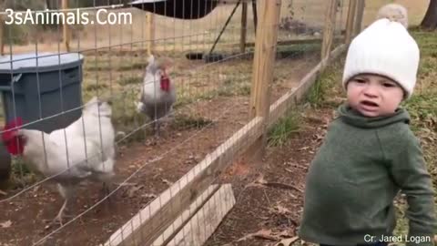 Chicken befriends Baby.