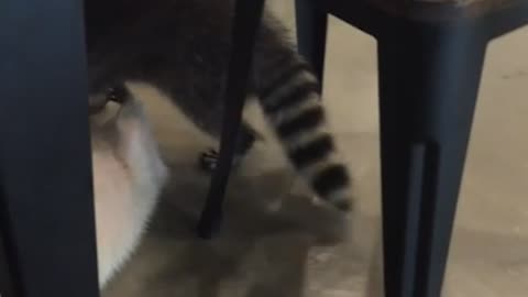 Raccoons in a Korean raccoon cafe are playing