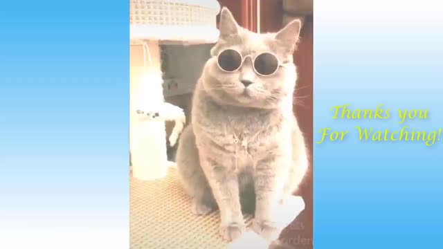 Funny Cat and Dog Videos Compilation 2020