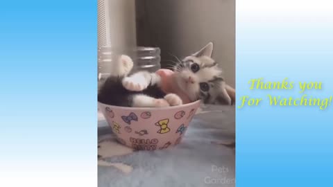 Cute cats and dogs . Funny.