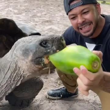 Big turtle is eating food😁