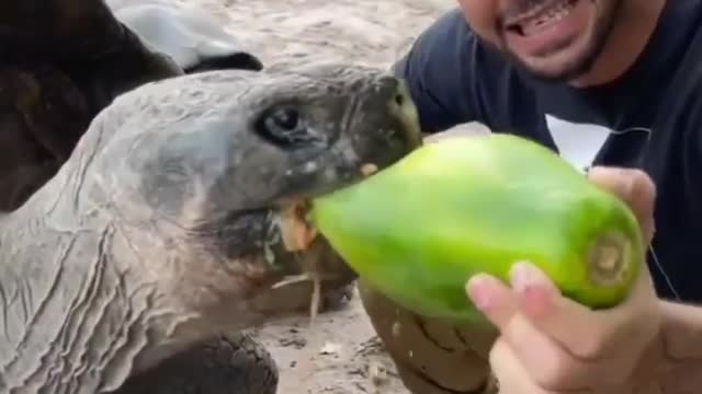 Big turtle is eating food😁