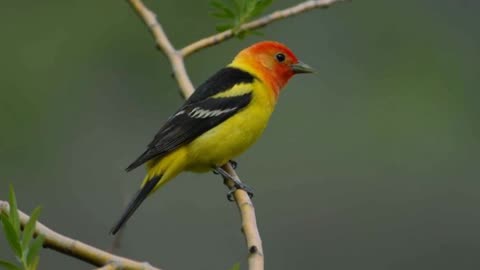 Western Tanager Sound Video