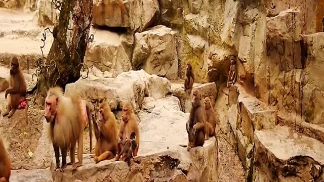 Rare scenes monkey family fun at the lake