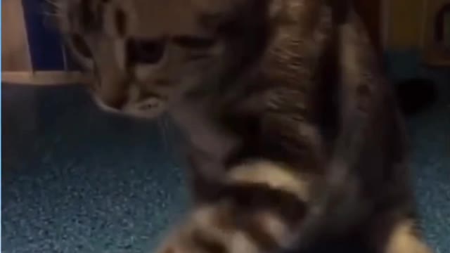 This cute kitten is playing with his toy🥺