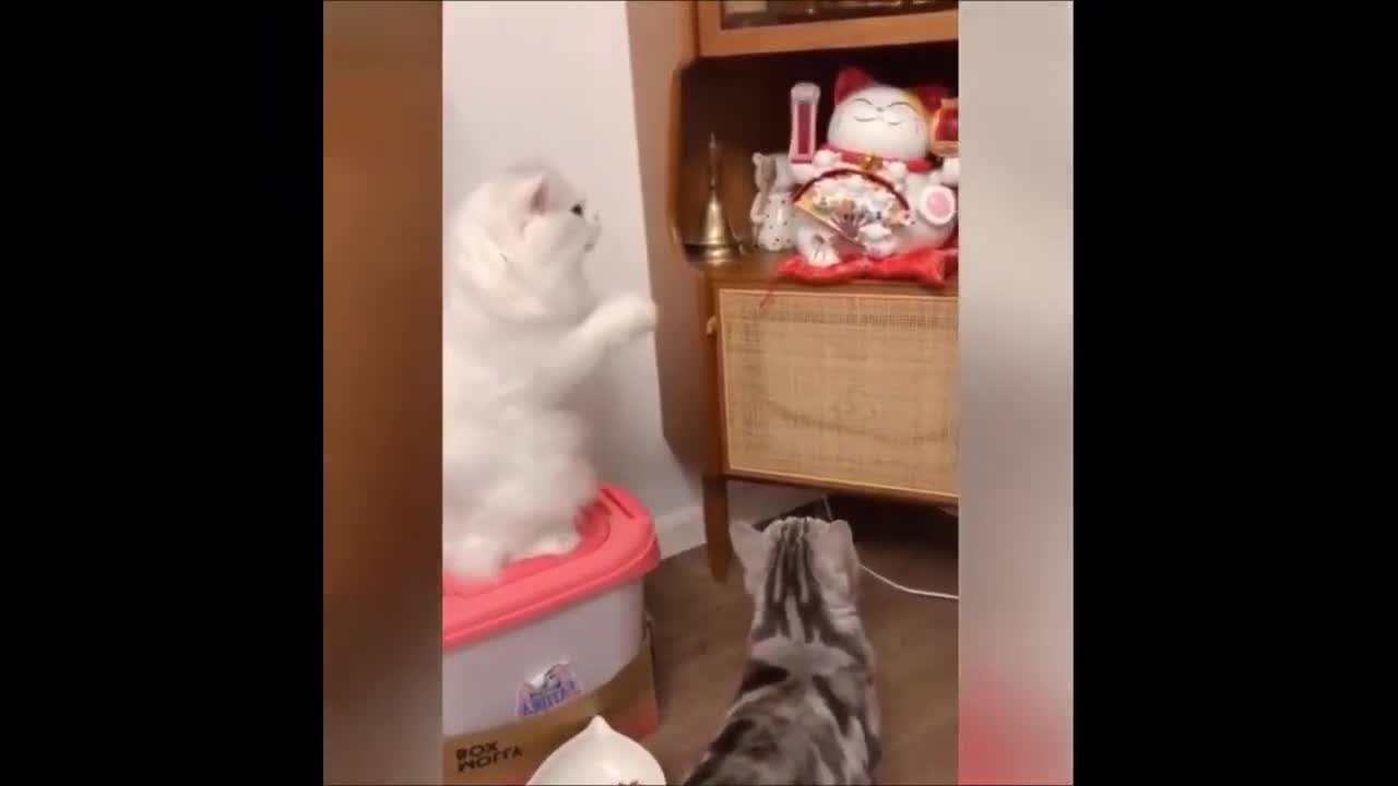 FUNNIEST ANIMALS 😹 Funny Animal Videos Compilation🤣🤣🤣🤣