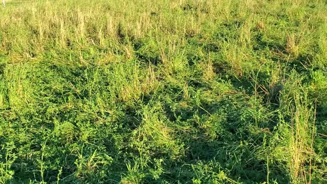 How to Increase Grass Content in Legume-Heavy Field